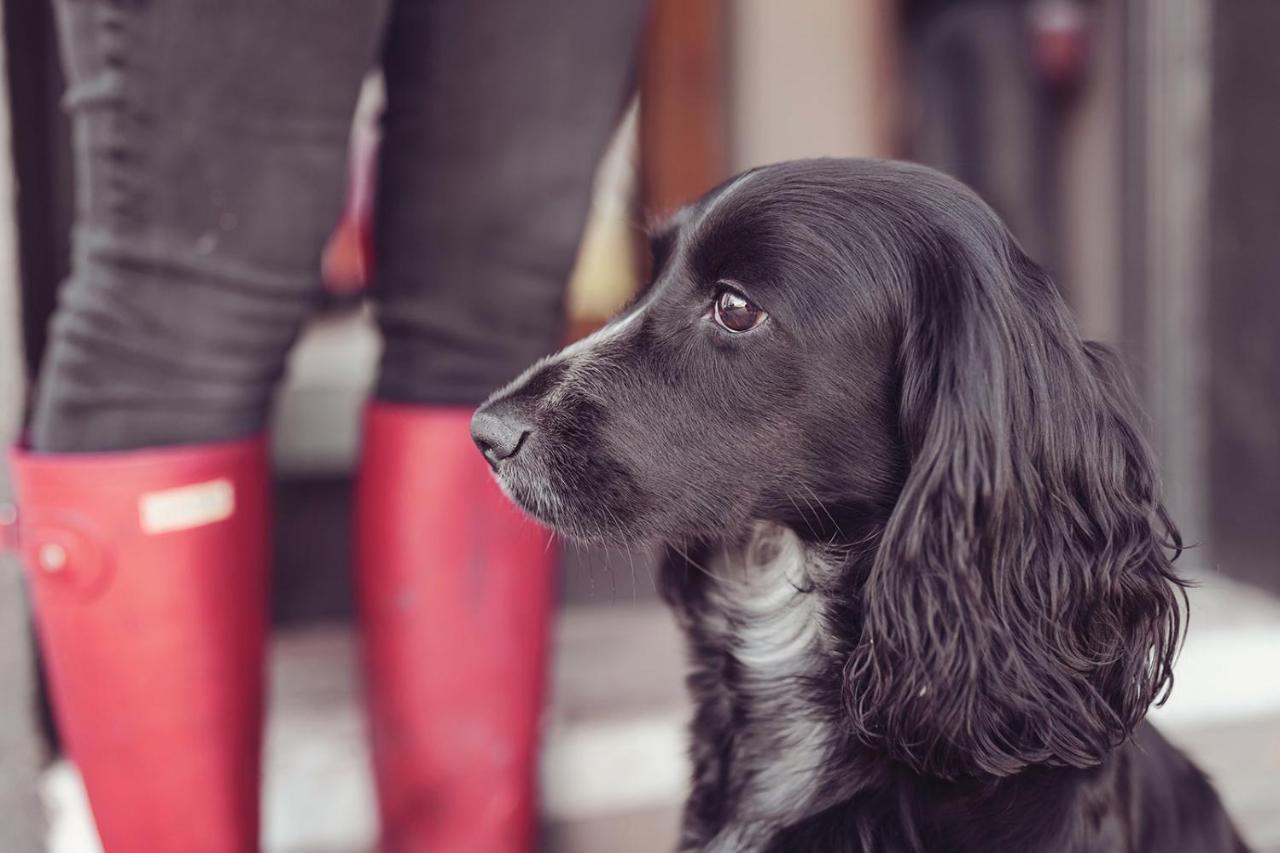 Longlands Inn & Cottages Carnforth Bagian luar foto A black and white English Cocker Spaniel
